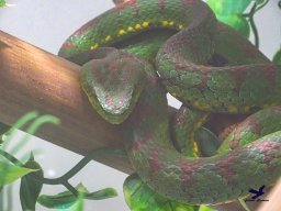 Tiergarten Schönbrunn am 20.10.2025